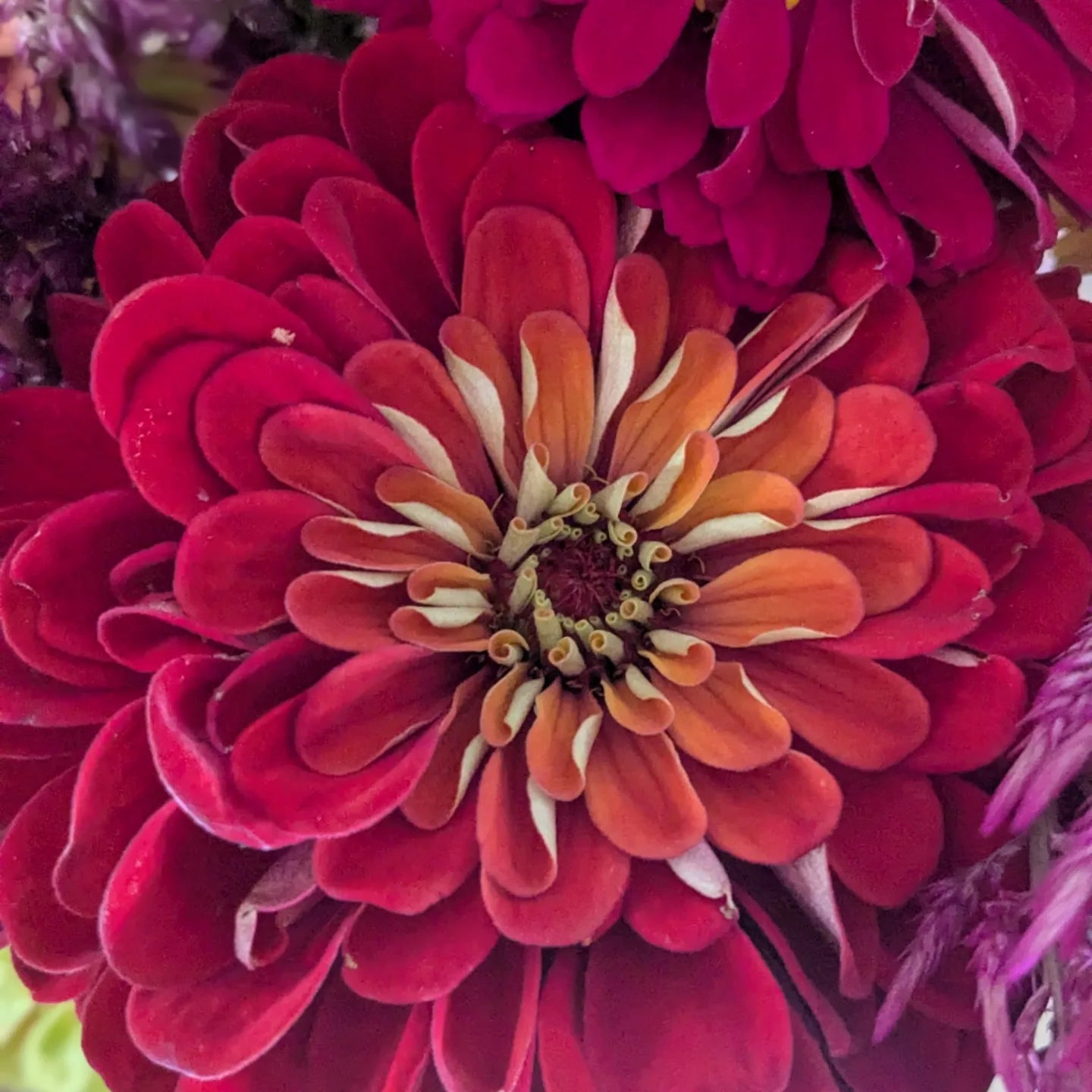 Grow Your Own Bouquet Gift Set
