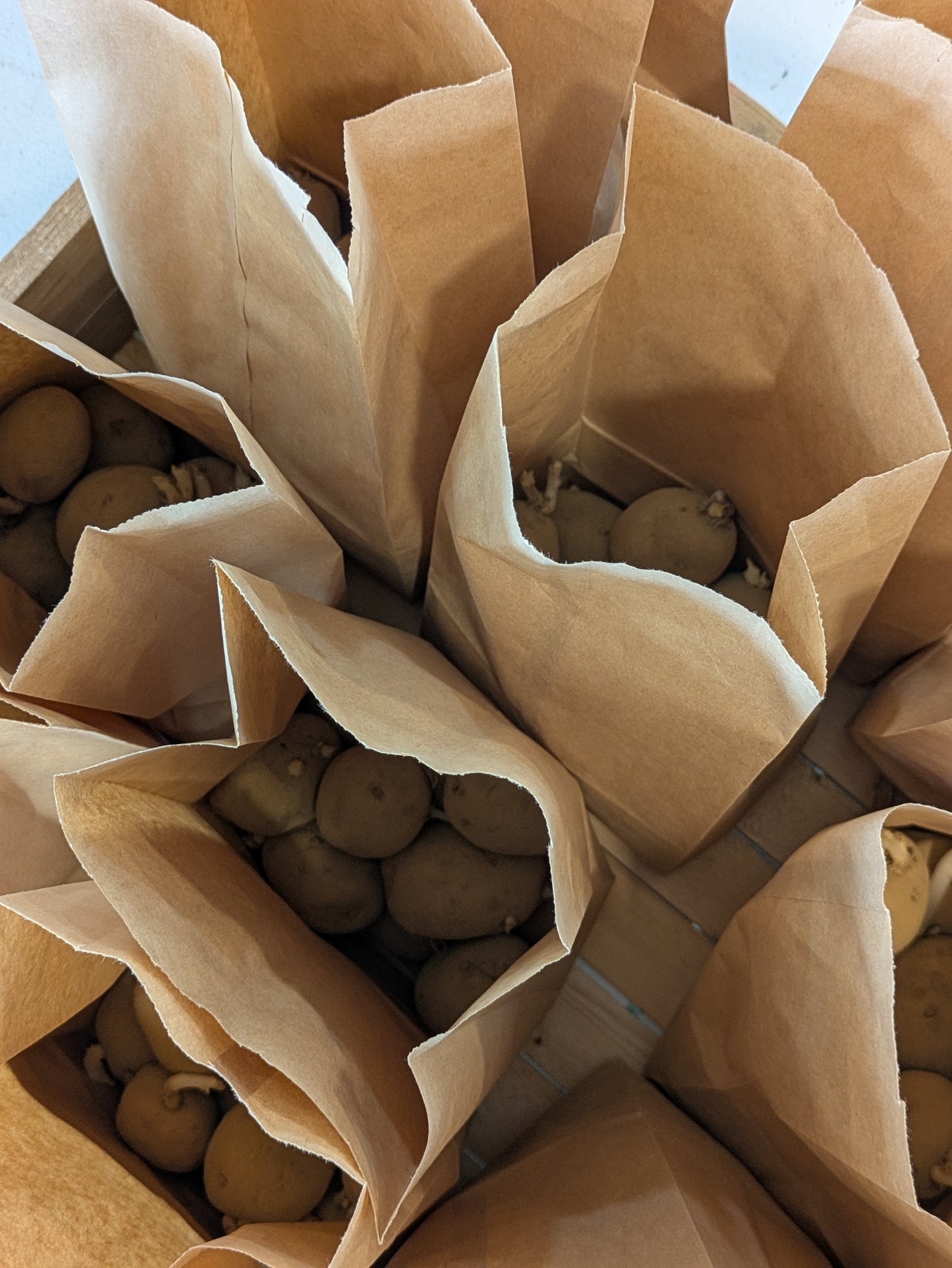 Seed Potatoes