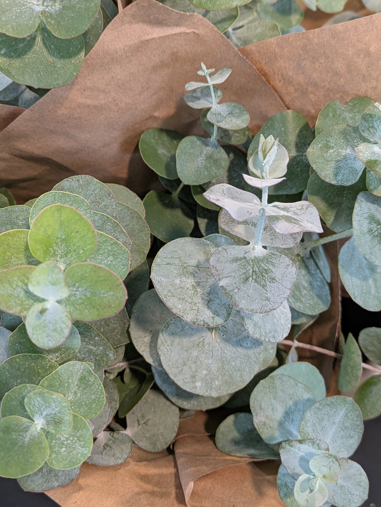 Farm-grown Eucalyptus
