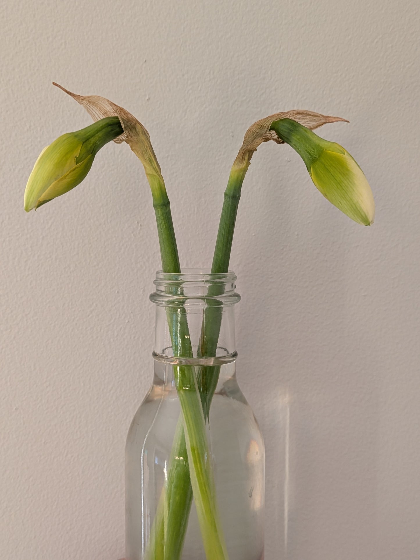 Narcissus Bunch