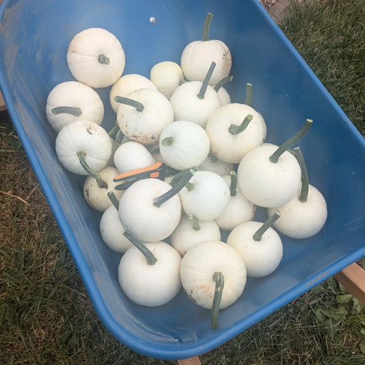 Pumpkins
