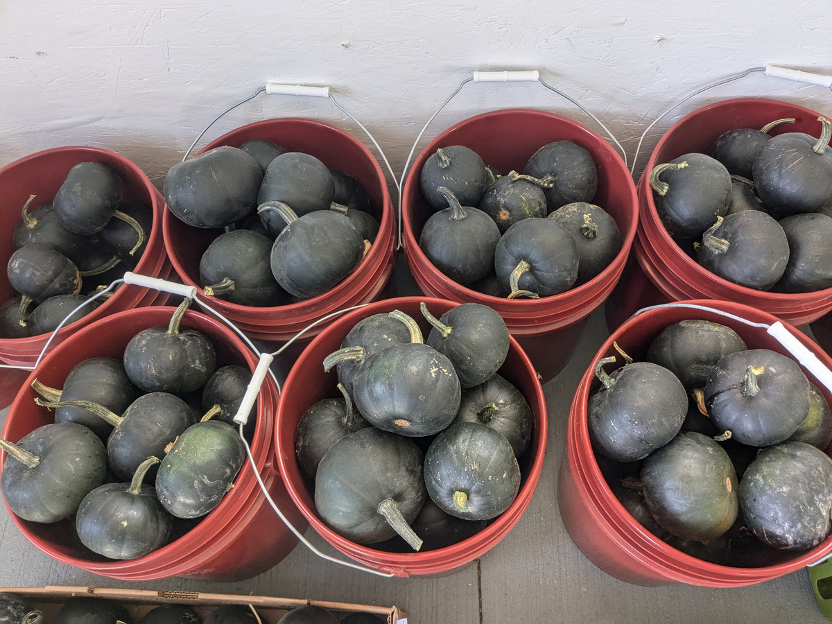 Pumpkins