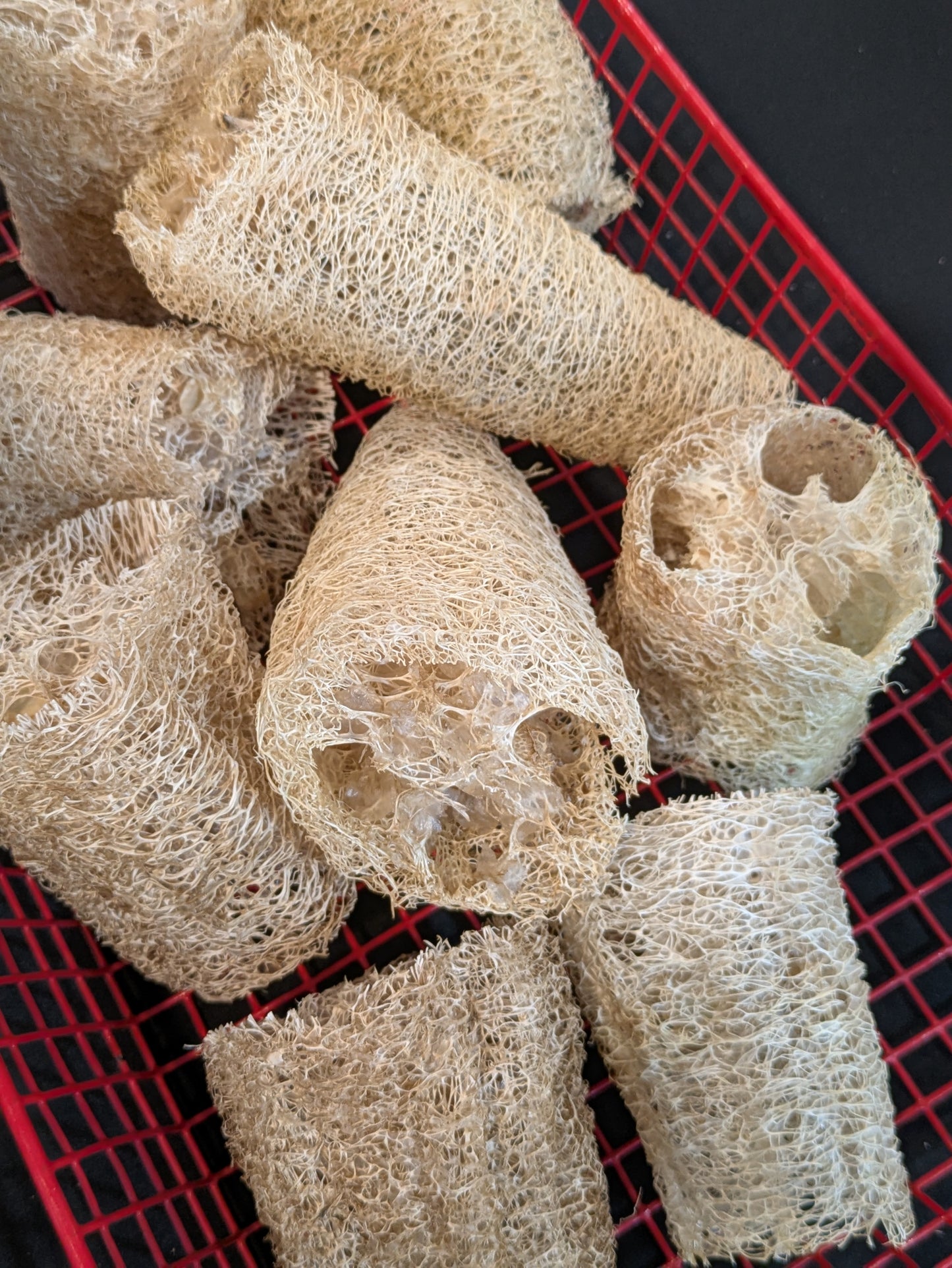 Homegrown Luffa Sponge