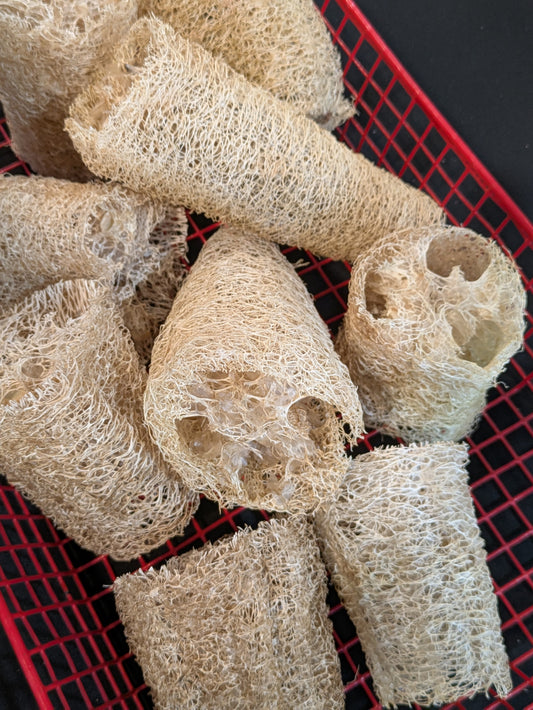 Homegrown Luffa Sponge