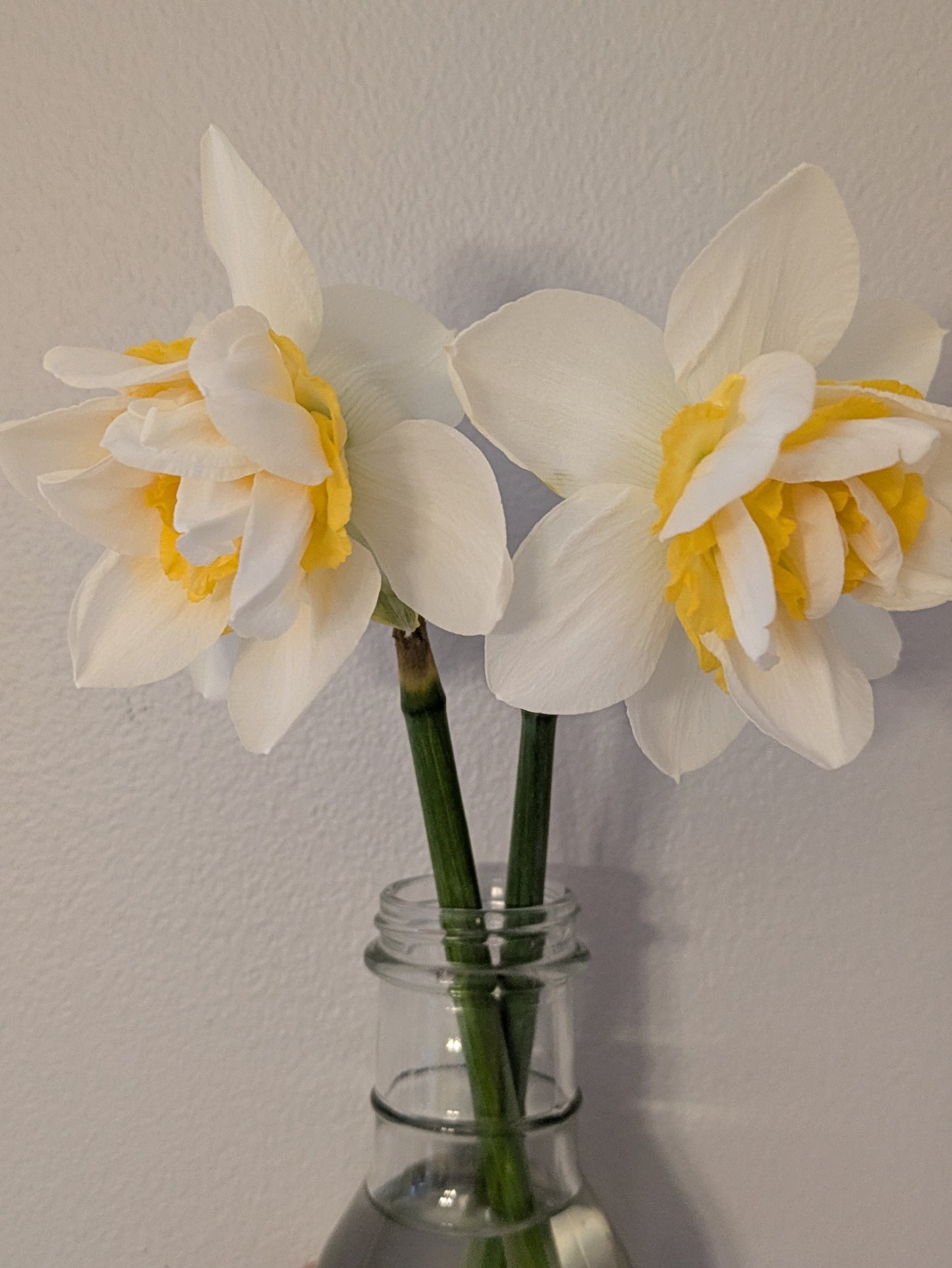 Narcissus Bunch