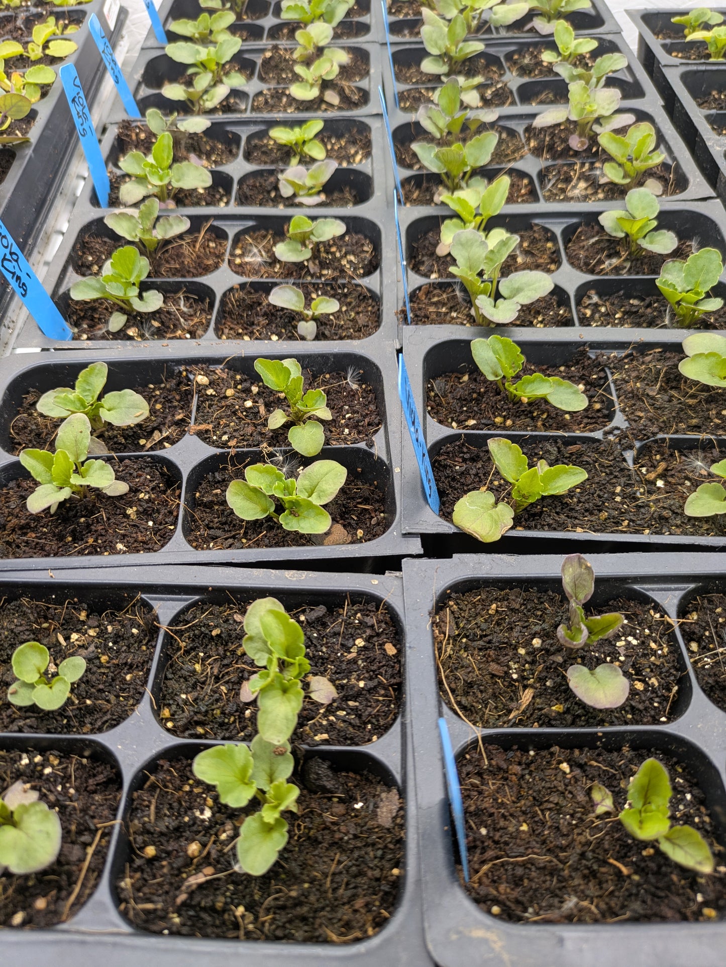 Plant Start 4-pack