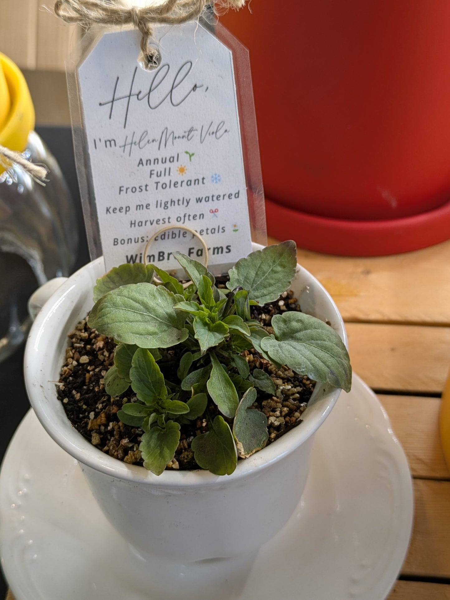 Vintage Teacup Viola