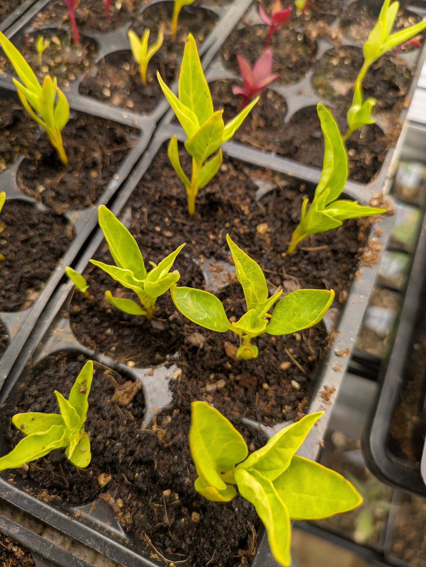 Plant Start 4-pack