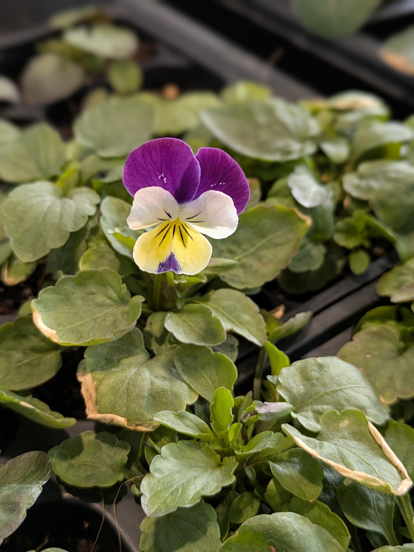 Vintage Teacup Viola