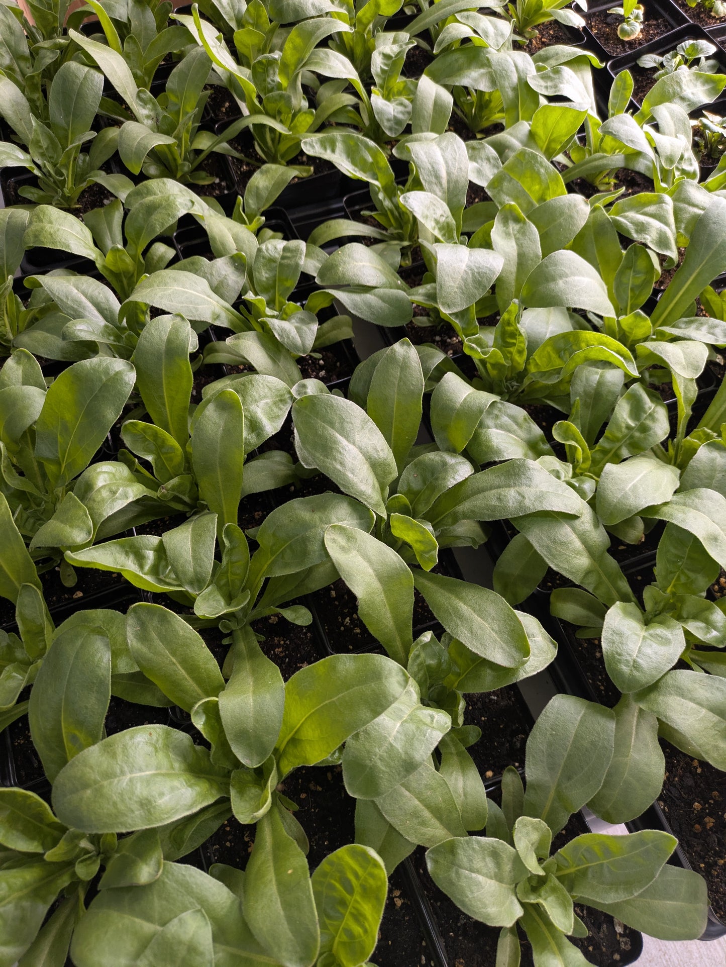 Design A Garden Bowl Class