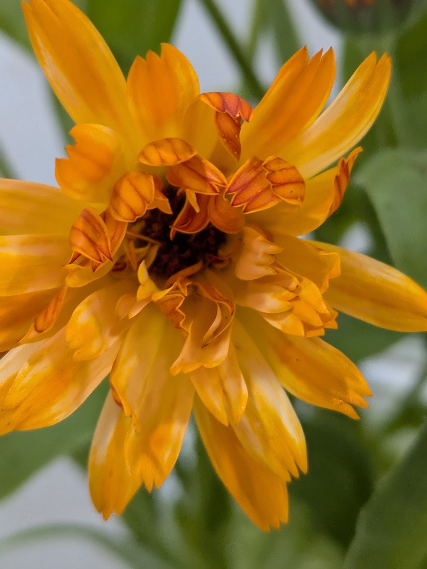 Potted Calendula