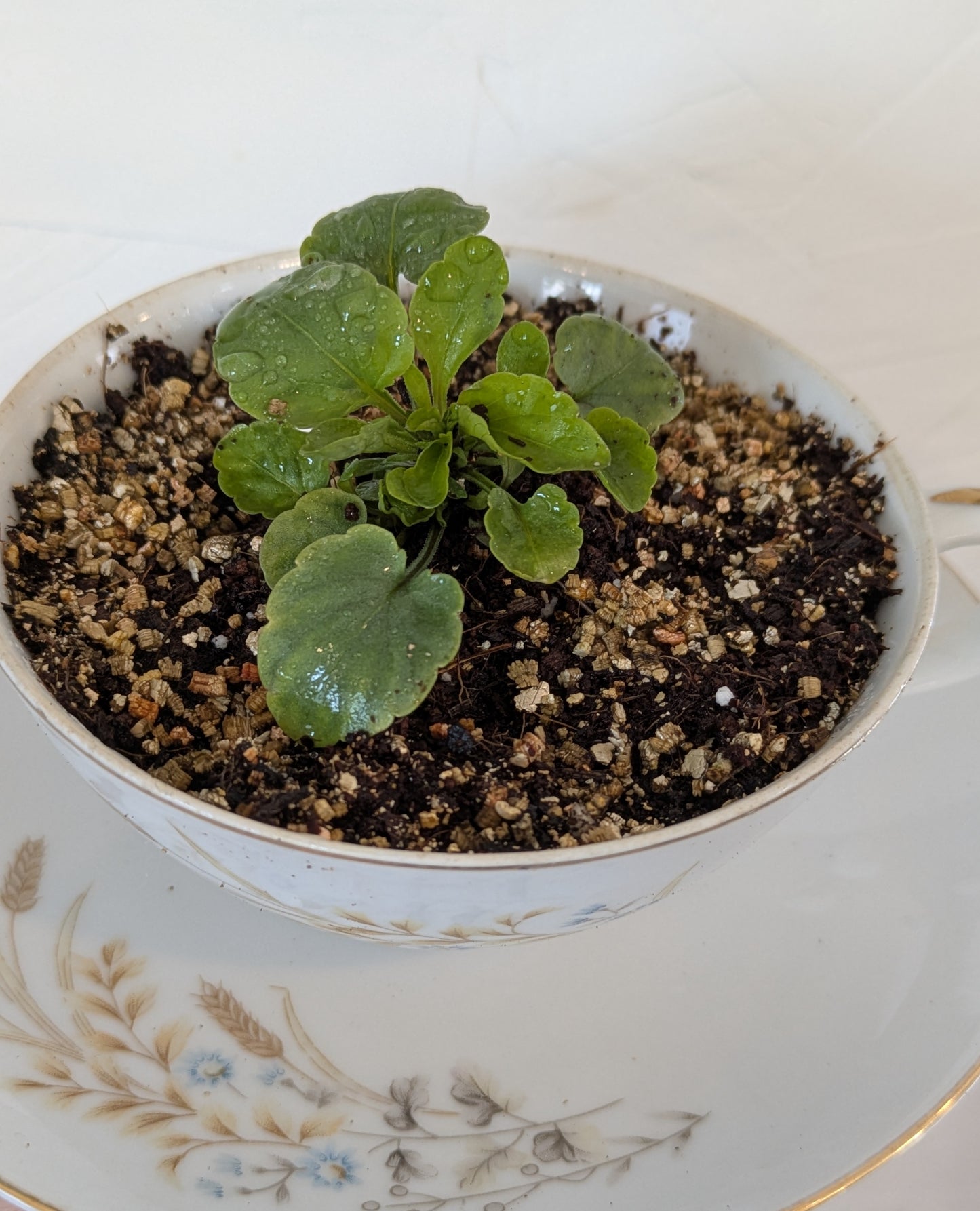 Vintage Teacup Viola