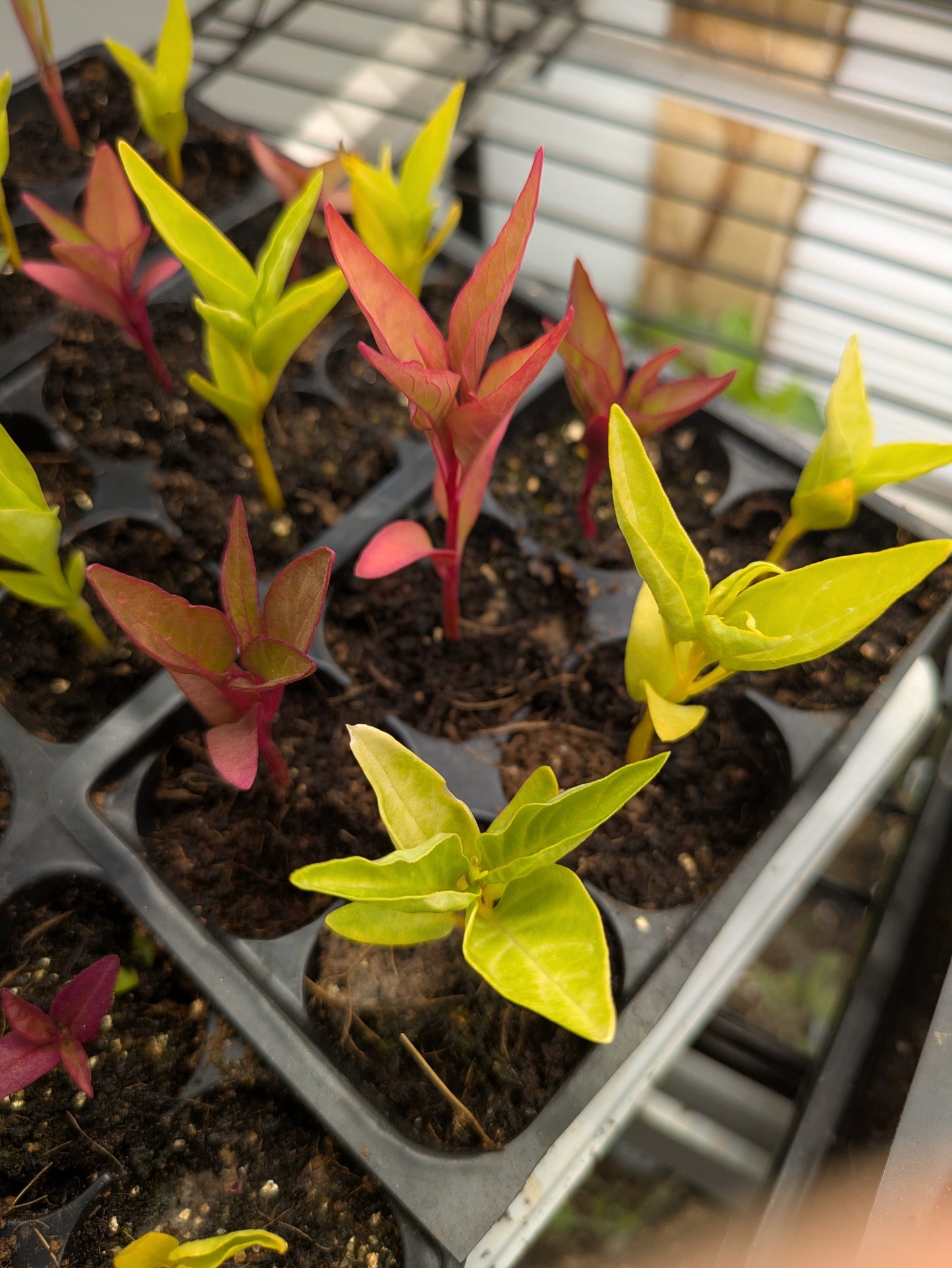 Plant Start 4-pack