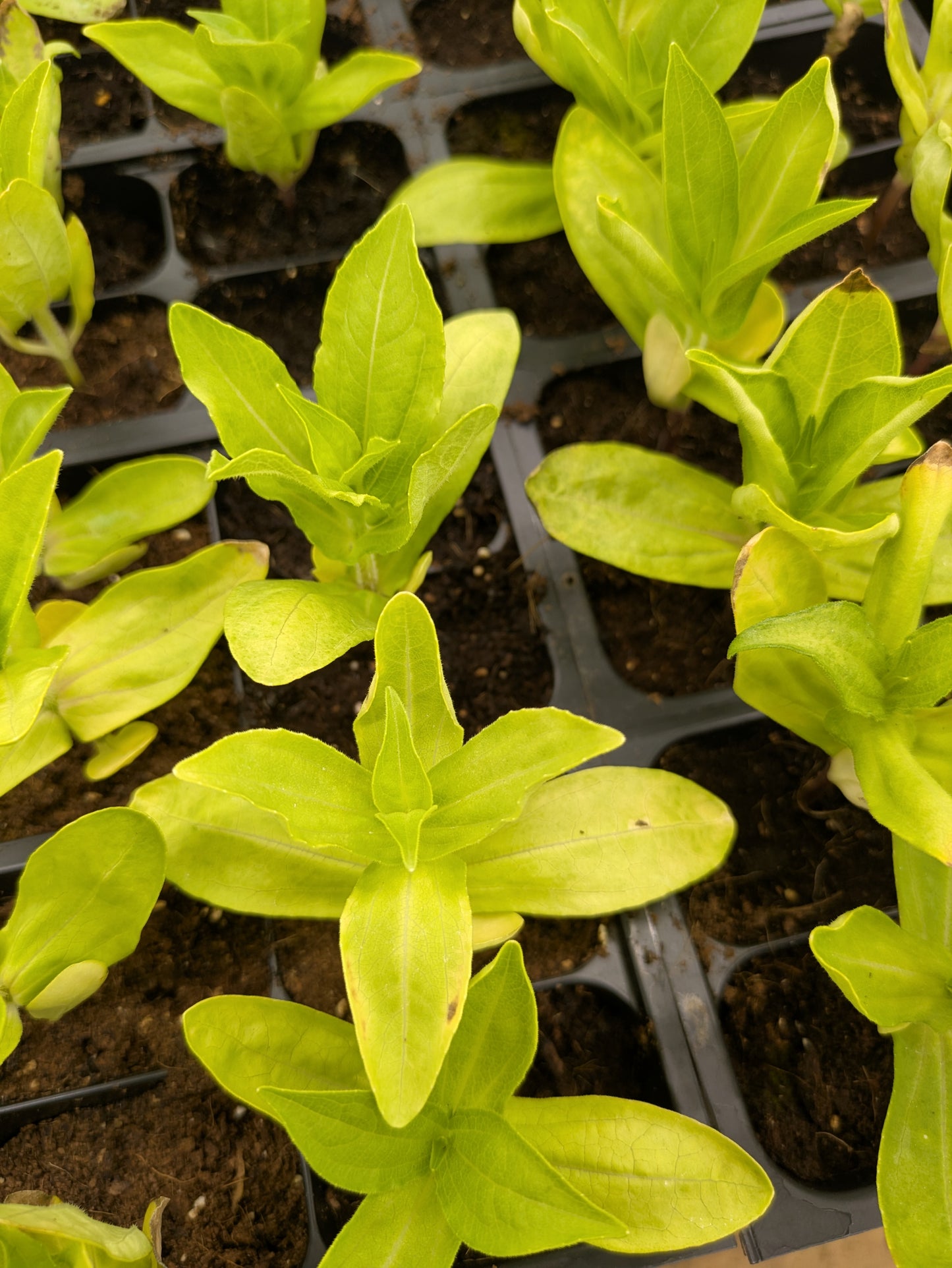 Plant Start 4-pack