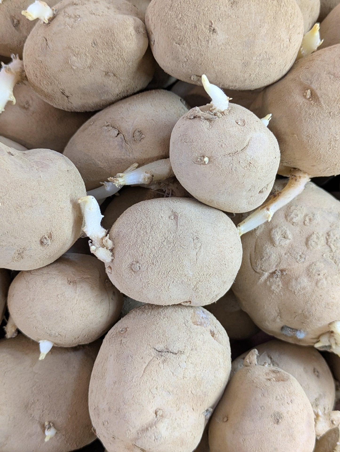 Seed Potatoes