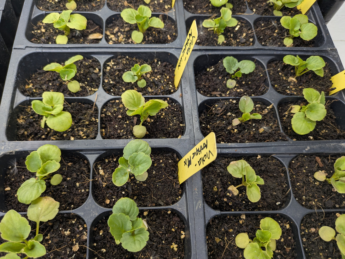 Plant Start 4-pack