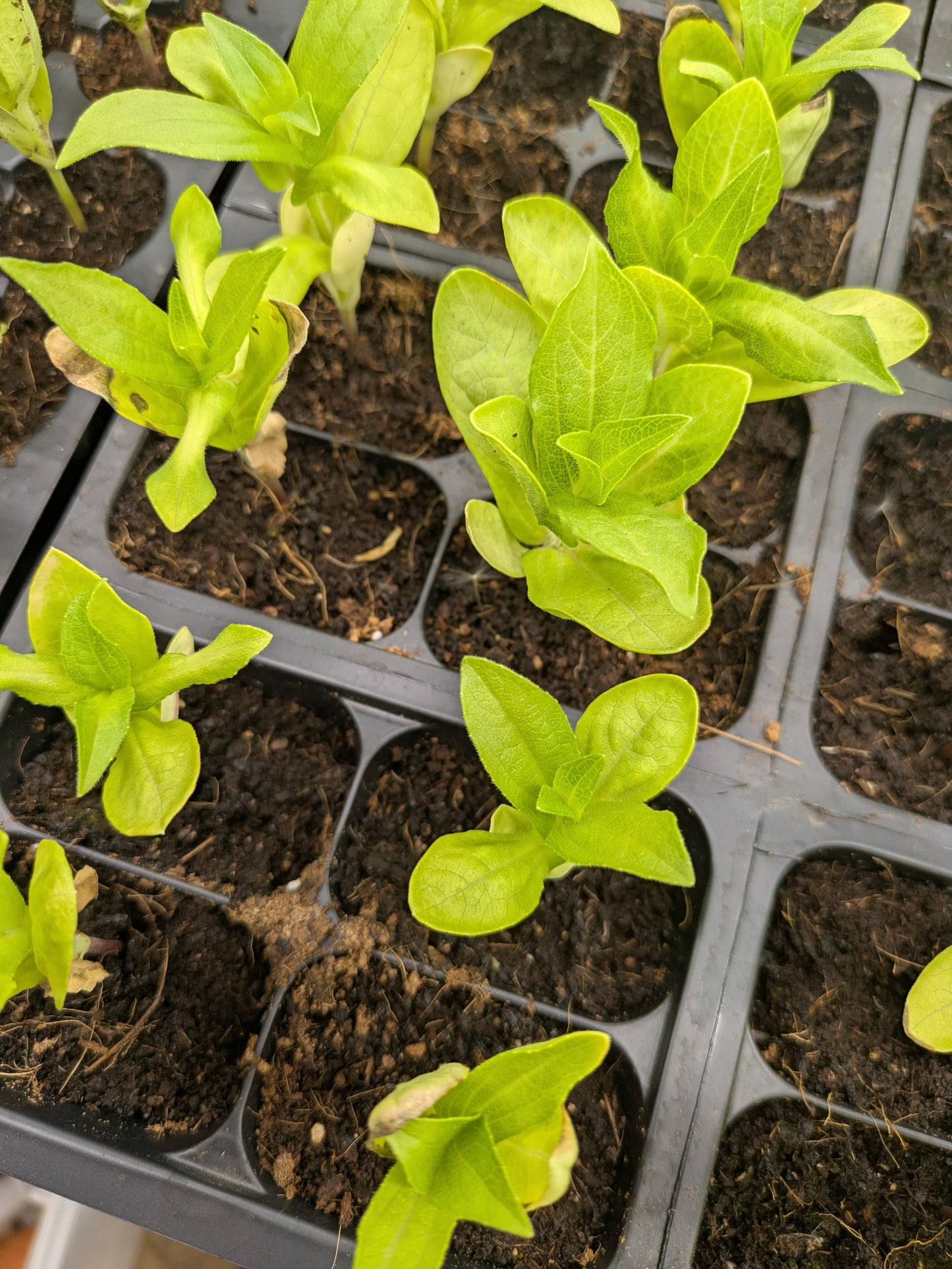 Plant Start 4-pack