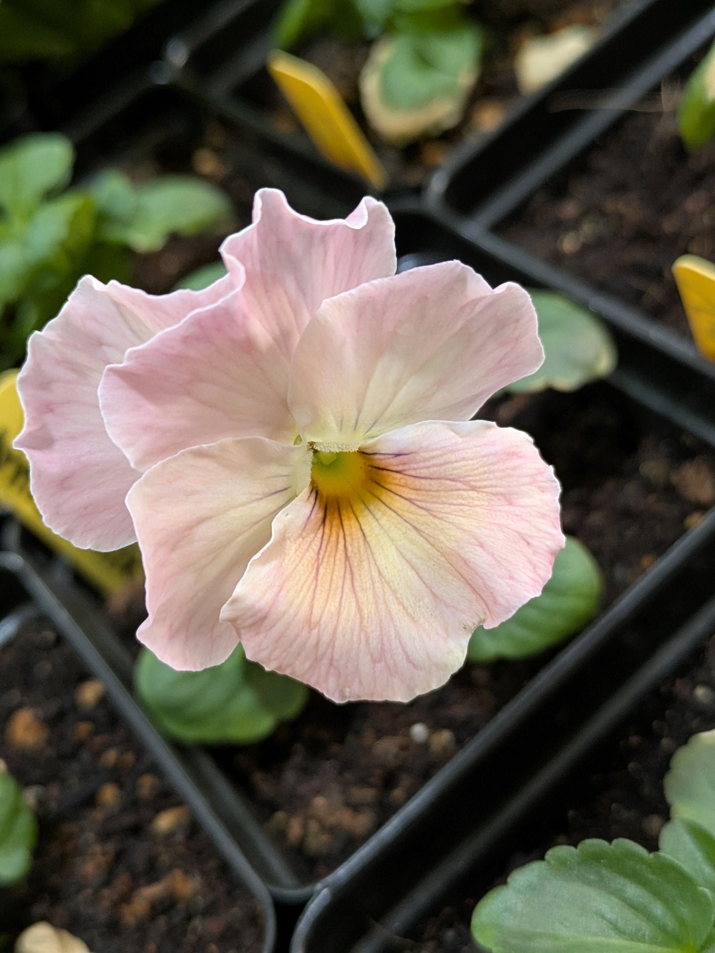 Plant Start 4-pack