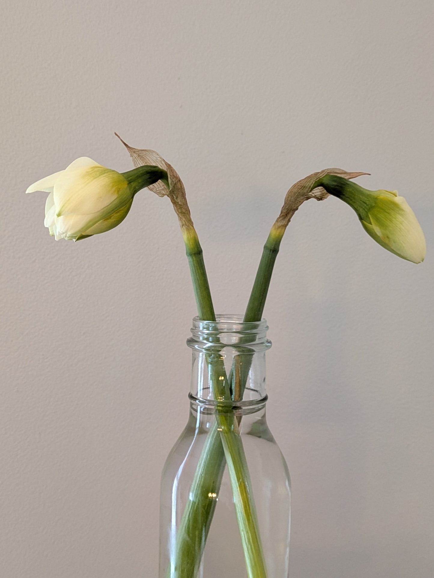 Narcissus Bunch