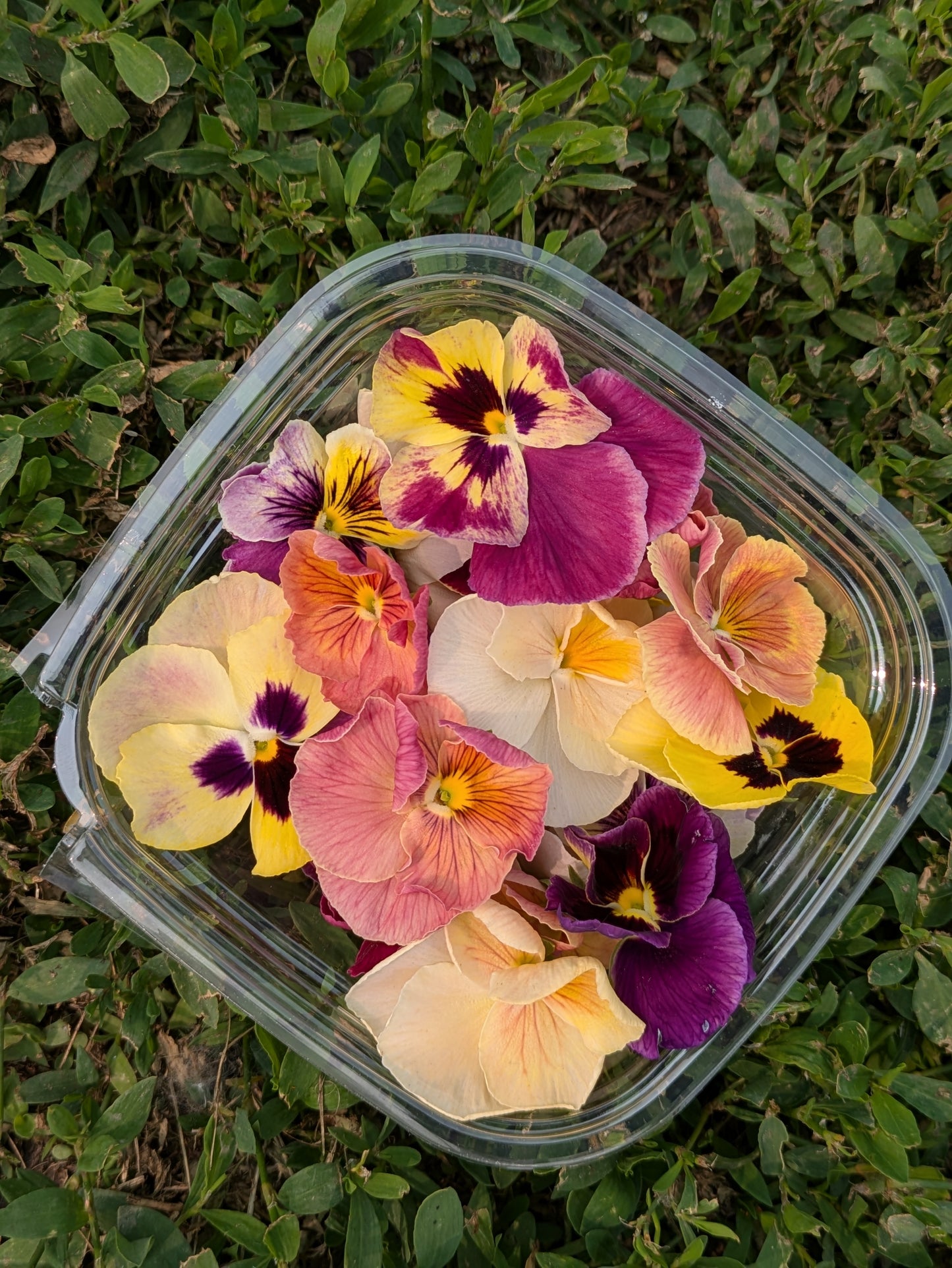 Design A Garden Bowl Class