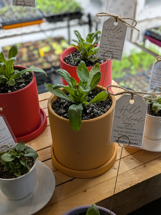Potted Calendula