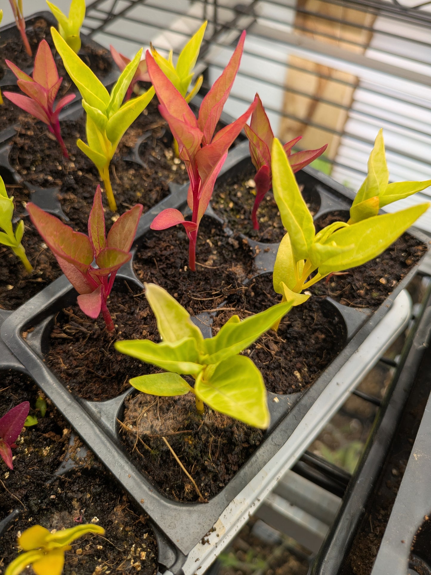 Plant Start 4-pack